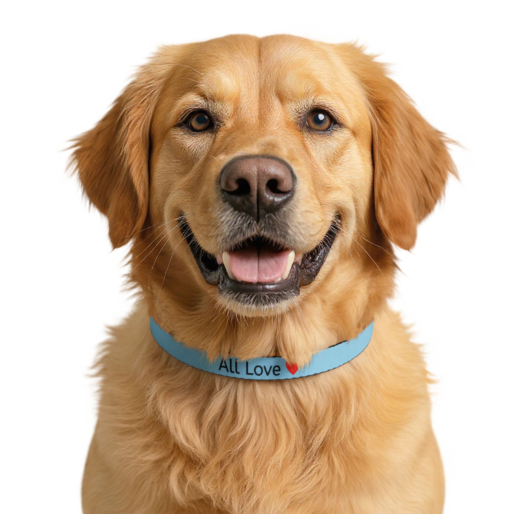 All Love Clip On Pet Collar | Small and Large Blue | All Love Co
