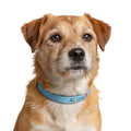 All Love Clip On Pet Collar | Small and Large Blue | All Love Co