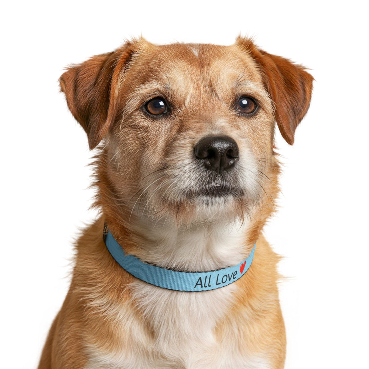 All Love Clip On Pet Collar | Small and Large Blue | All Love Co