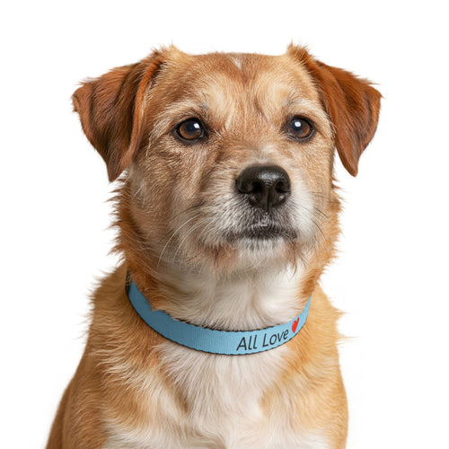 All Love Clip On Pet Collar | Small and Large Blue | All Love Co